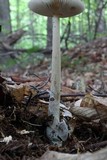 Amanita sinicoflava image