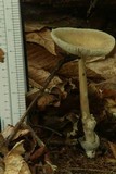 Amanita sinicoflava image