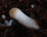 Psilocybe weraroa image