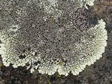 Dimelaena oreina image