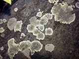Dimelaena oreina image