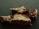 Phlebia subulata image