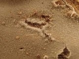 Phlebia subulata image