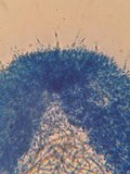 Phlebia subulata image