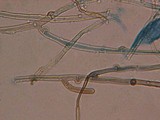 Phlebia subulata image