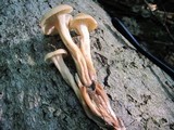 Lentinellus cochleatus image