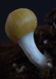 Psilocybe weraroa image