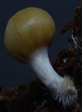 Psilocybe weraroa image