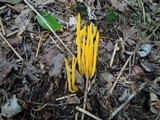 Clavulinopsis fusiformis image