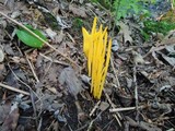 Clavulinopsis fusiformis image