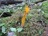 Clavulinopsis fusiformis image