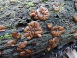 Pachyella clypeata image