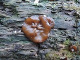 Pachyella clypeata image