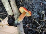 Hygrocybe riparia image