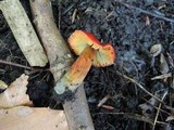 Hygrocybe riparia image