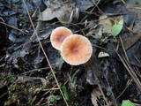 Lactarius nitidus image