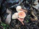 Lactarius nitidus image