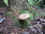 Tylopilus felleus image