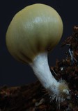 Psilocybe weraroa image