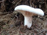 Lactarius piperatus image