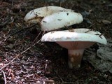 Lactarius piperatus image