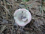 Russula queletii image