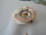 Russula queletii image