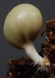 Psilocybe weraroa image