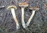 Chroogomphus ochraceus image