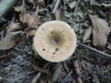 Russula pectinatoides image