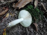 Russula pectinatoides image