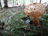 Pholiota squarrosoides image