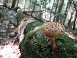 Pholiota squarrosoides image