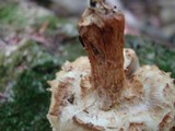 Pholiota squarrosoides image