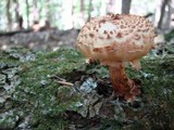 Pholiota squarrosoides image