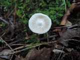 Inocybe geophylla image