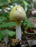 Amanita russuloides image