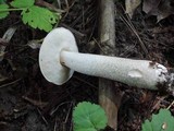 Leccinum holopus image