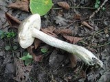 Leccinum holopus image