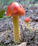 Amanita parcivolvata image