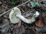 Leccinum holopus image