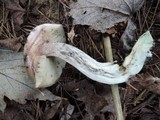 Leccinum holopus image