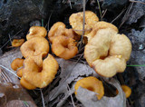Cantharellus ignicolor image