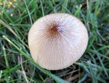 Hymenopellis megalospora image