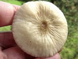 Hymenopellis megalospora image