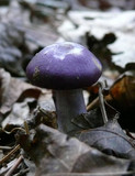 Cortinarius iodes image