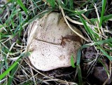 Scleroderma bovista image