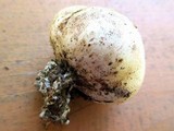 Scleroderma bovista image