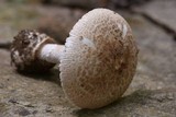Amanita pseudovolvata image