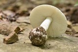 Amanita pseudovolvata image